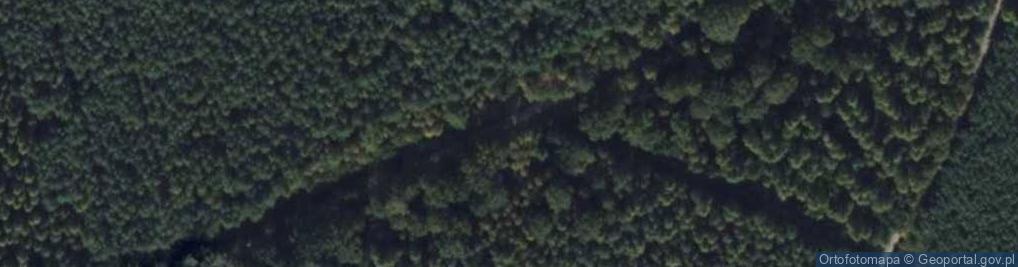 Zdjęcie satelitarne Poskręcane drzewo