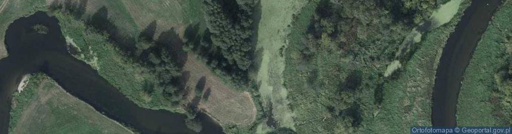 Zdjęcie satelitarne Starorzecza rz. Drwęca w Olszówce