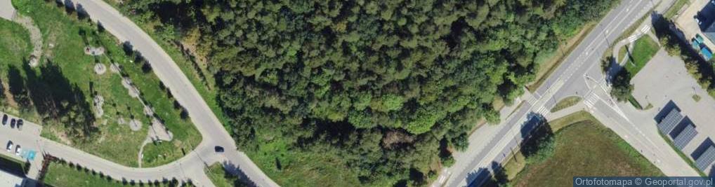 Zdjęcie satelitarne Dino