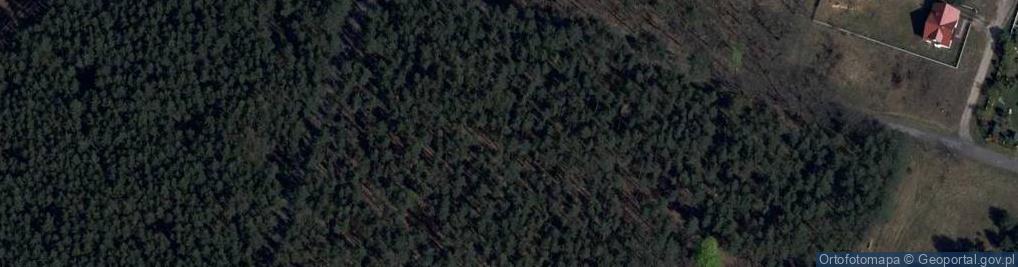Zdjęcie satelitarne Puszcza (województwo lubuskie)