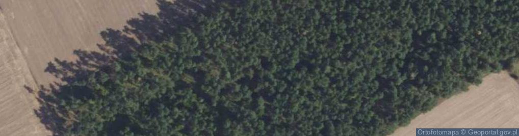 Zdjęcie satelitarne Radłowo Leśne