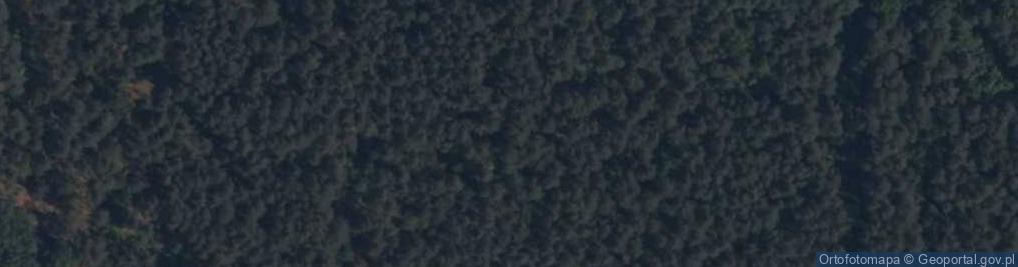 Zdjęcie satelitarne Las Grzywki Opatowskie