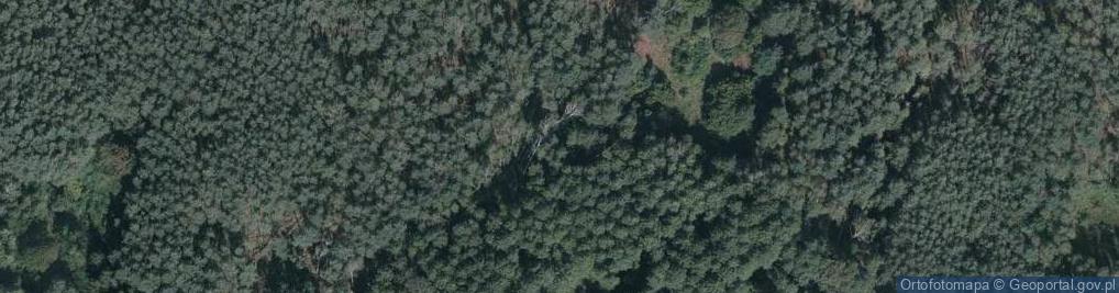 Zdjęcie satelitarne Poleski Park Narodowy
