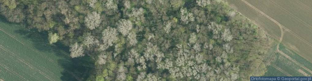 Zdjęcie satelitarne Rezerwat Łęg na Kępie