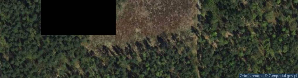 Zdjęcie satelitarne Obelisk pamięci Zygmunta Antoniego Jastrzębiec-Pełczyńskiego