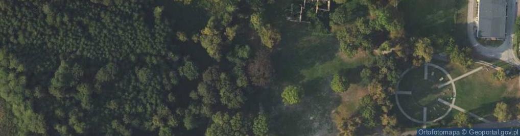 Zdjęcie satelitarne Buk pospolity czerwonolistny