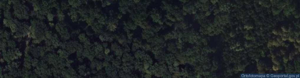 Zdjęcie satelitarne Dąb Korfanty
