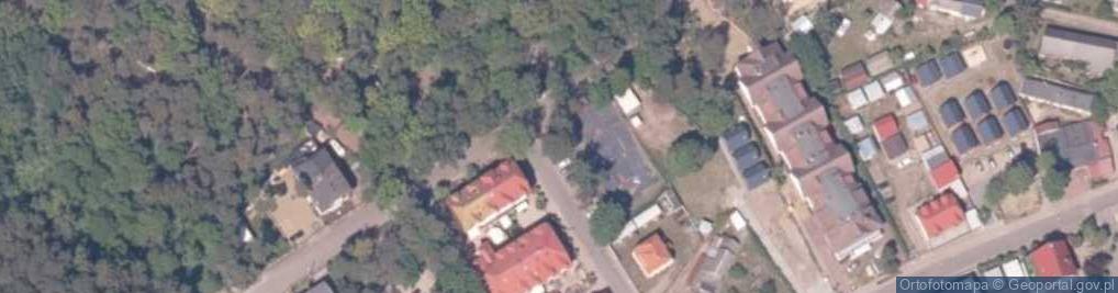 Zdjęcie satelitarne Wiązy szypułkowe
