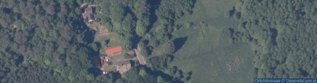 Zdjęcie satelitarne Żywotnik Olbrzymi