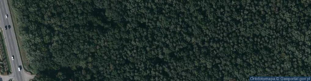 Zdjęcie satelitarne rezerwat Bór