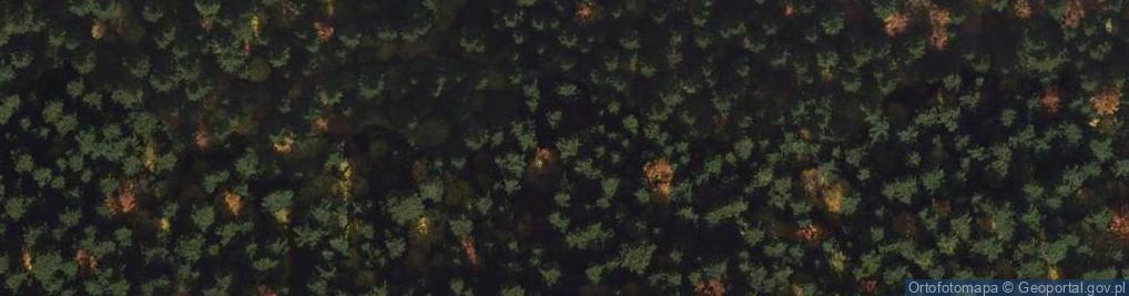 Zdjęcie satelitarne Rezerwat Cisy w Mogilnie