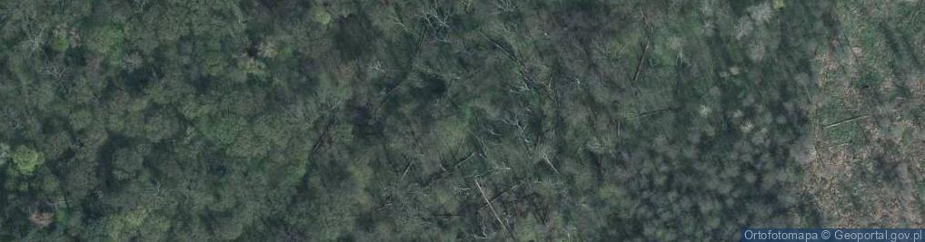 Zdjęcie satelitarne Rezerwat Czarny Las