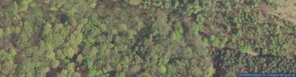 Zdjęcie satelitarne Rezerwat Dębina