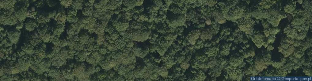 Zdjęcie satelitarne Rezerwat Otulina rezerwatu Buczyna Helenopol