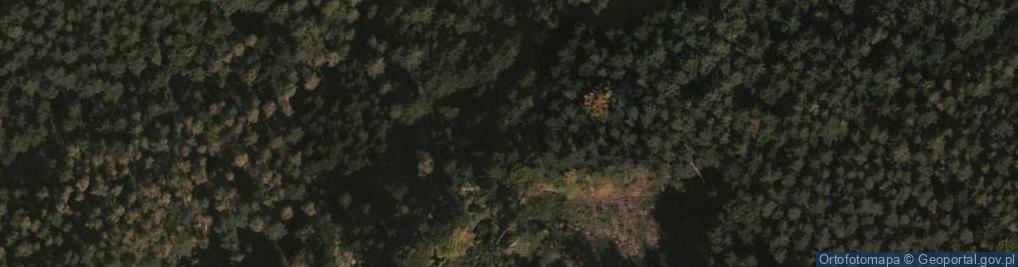 Zdjęcie satelitarne Uroczysko Bogatyńskie Lasy