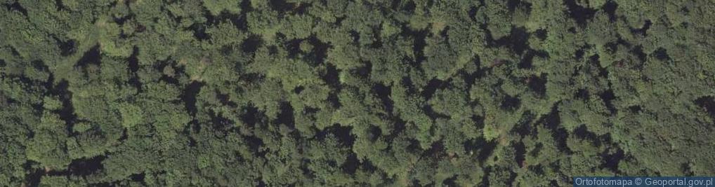 Zdjęcie satelitarne Uroczysko Las Bełchowski