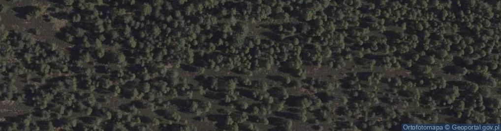 Zdjęcie satelitarne Uroczysko Las Dzikowiec
