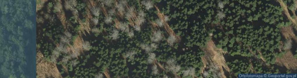 Zdjęcie satelitarne Uroczysko Wielki Las