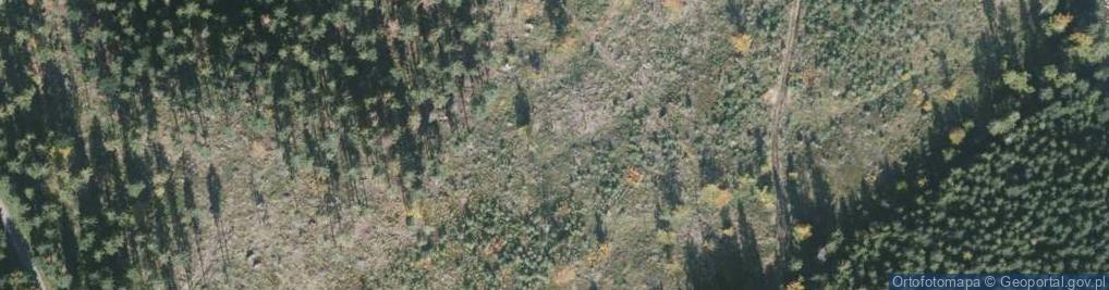Zdjęcie satelitarne Zanocuj w lesie