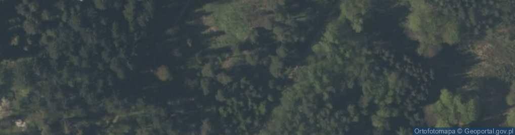 Zdjęcie satelitarne Abies grandis Rogów