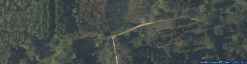 Zdjęcie satelitarne Acer caudatum ukurunduense