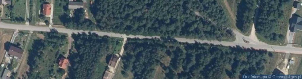 Zdjęcie satelitarne Argiope bruennichi Poland