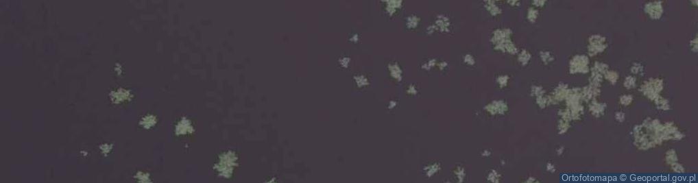 Zdjęcie satelitarne Cygnus olor
