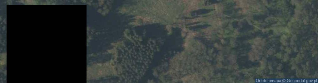 Zdjęcie satelitarne Halesia tetraptera