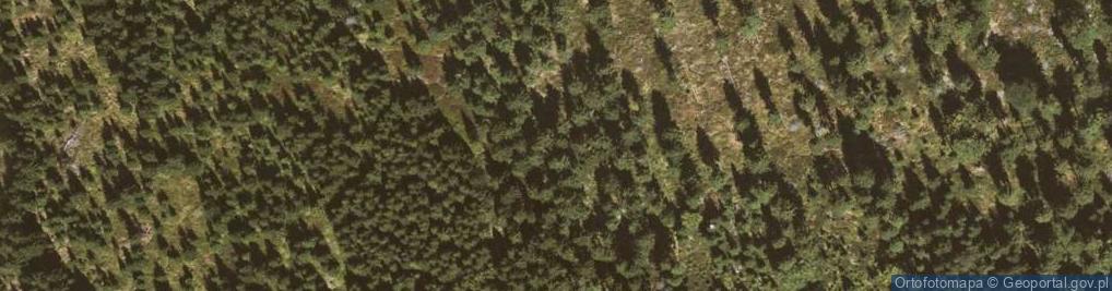 Zdjęcie satelitarne Las na stoku Rykowiska