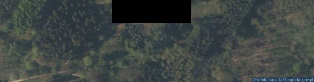 Zdjęcie satelitarne Phellodendron japonicum Rogów