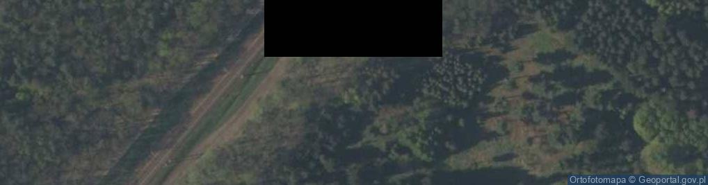 Zdjęcie satelitarne Picea schrenkiana Rogów 2
