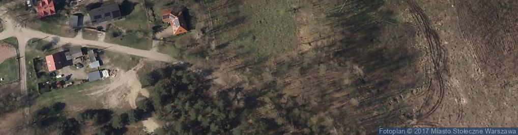 Zdjęcie satelitarne Pinus banksiana