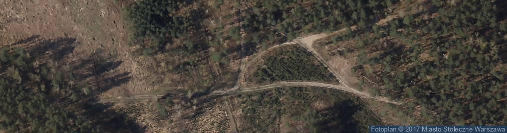 Zdjęcie satelitarne Pinus rigida and banksiana