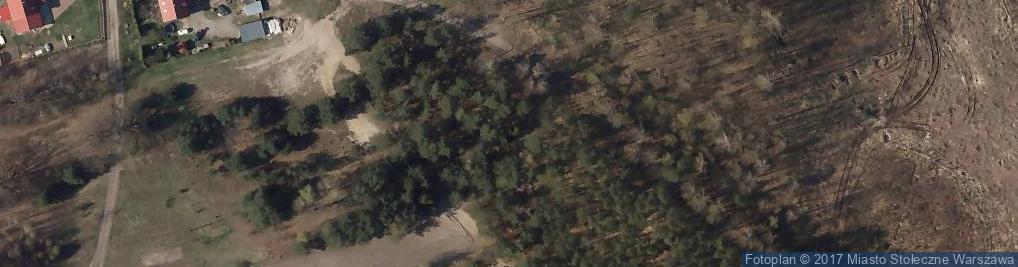 Zdjęcie satelitarne Pinus rigida cone and foliage