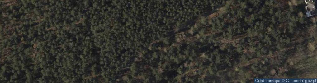 Zdjęcie satelitarne Pinus sylvestris Marki 4