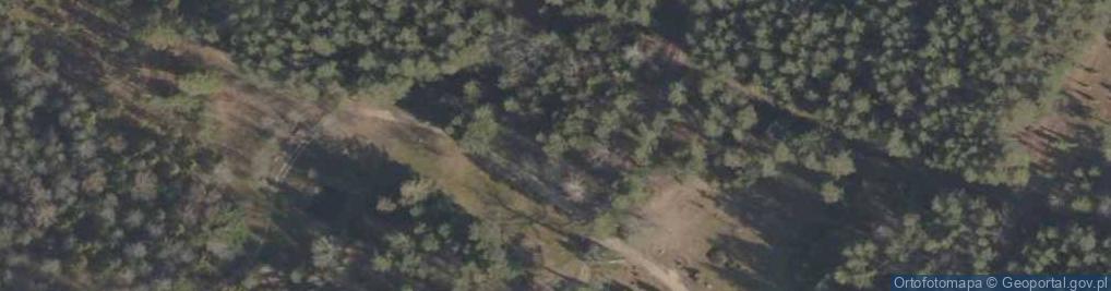 Zdjęcie satelitarne Podlaskie - Suprasl - Kopna Gora - Arboretum - Chamaecyparis pisifera 'Filifera Nana' - branch