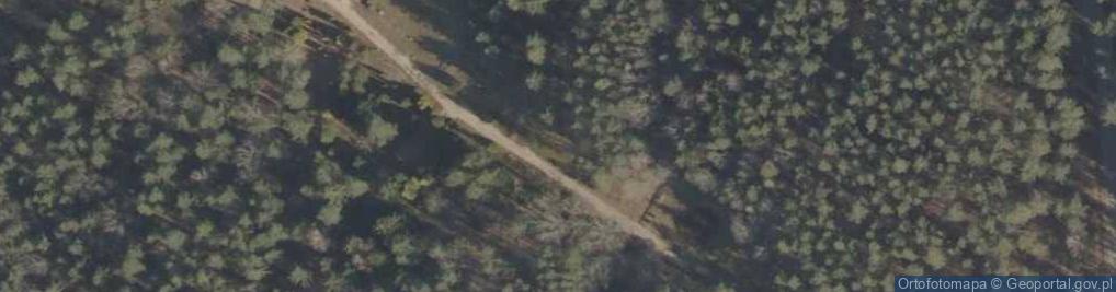 Zdjęcie satelitarne Podlaskie - Suprasl - Kopna Gora - Arboretum - Chamaecyparis pisifera 'Plumosa Aurea Compacta'