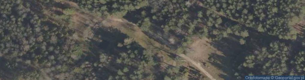 Zdjęcie satelitarne Podlaskie - Suprasl - Kopna Gora - Arboretum - Morus alba 'Pendula' - branch