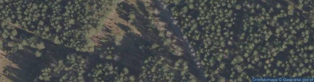 Zdjęcie satelitarne Podlaskie - Suprasl - Kopna Gora - Arboretum - Picea orientalis 'Aurea' - plant
