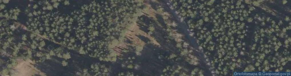 Zdjęcie satelitarne Podlaskie - Suprasl - Kopna Gora - Arboretum - Picea pungens - branch