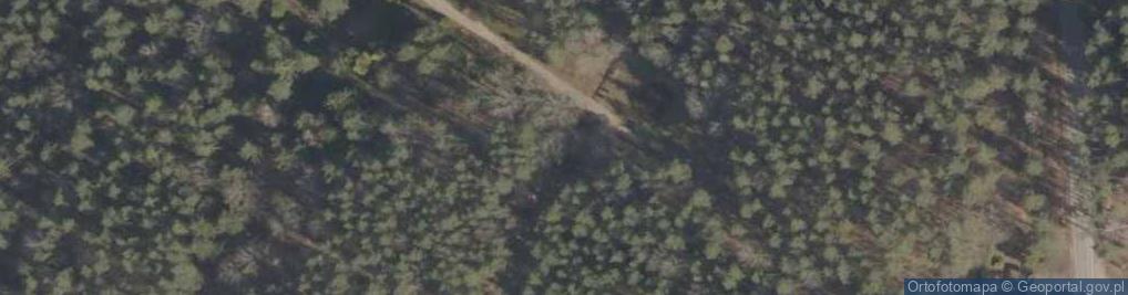 Zdjęcie satelitarne Podlaskie - Suprasl - Kopna Gora - Arboretum - Taxus × media 'nidiformis' - branch