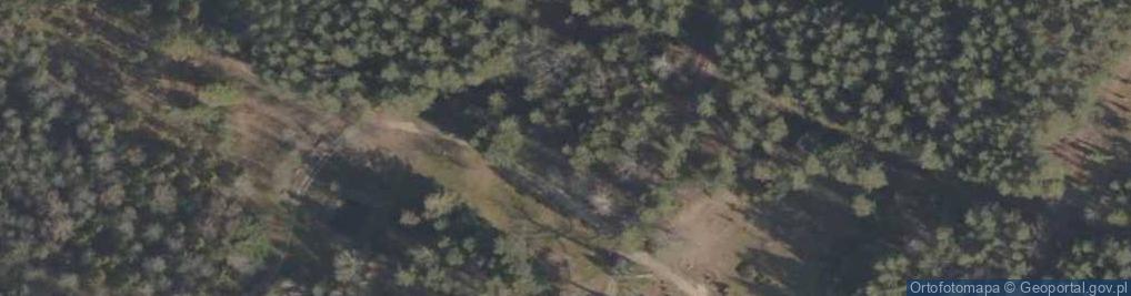 Zdjęcie satelitarne Podlaskie - Suprasl - Kopna Gora - Arboretum - Thuja occidentalis 'Hoseri' - branch