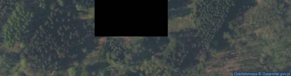 Zdjęcie satelitarne Pseudotsuga menziesii Rogów