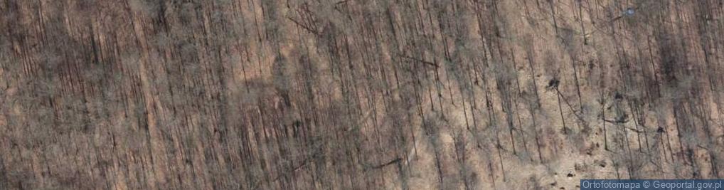 Zdjęcie satelitarne Puszcza Bukowa - buczyna