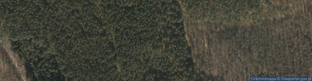Zdjęcie satelitarne Zwalone drzewo