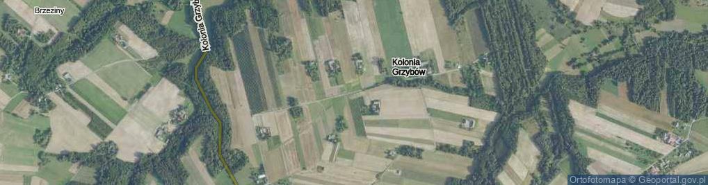 Zdjęcie satelitarne Kolonia Grzybów ul.