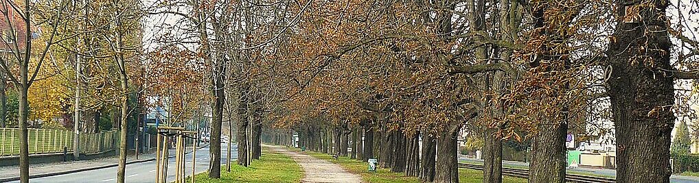 Zdjęcie w galerii Aleja Wielkopolska Poznań nr 1