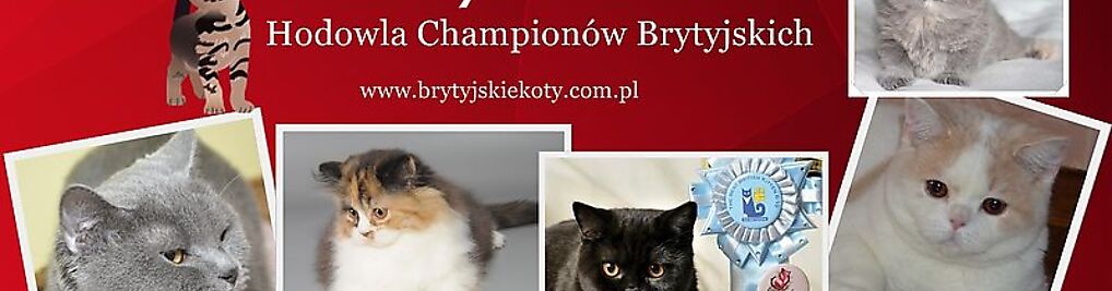 Zdjęcie w galerii Hodowla Kotów Brytyjskich Champ Fit nr 1