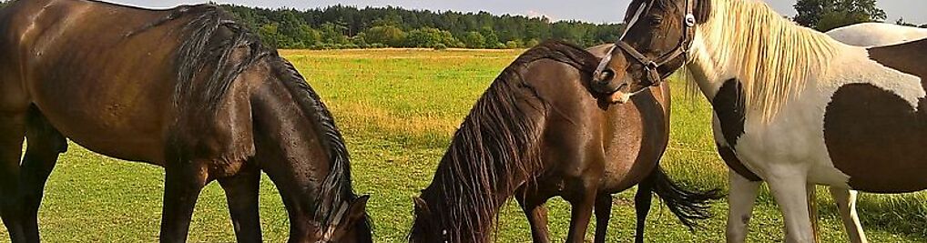 Zdjęcie w galerii Leśna Przystań nr 4