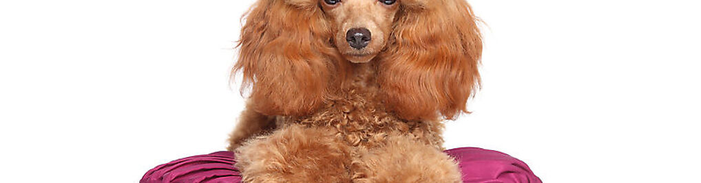 Zdjęcie w galerii CHICHI DOG Pet Spa & Fashion Experts nr 1